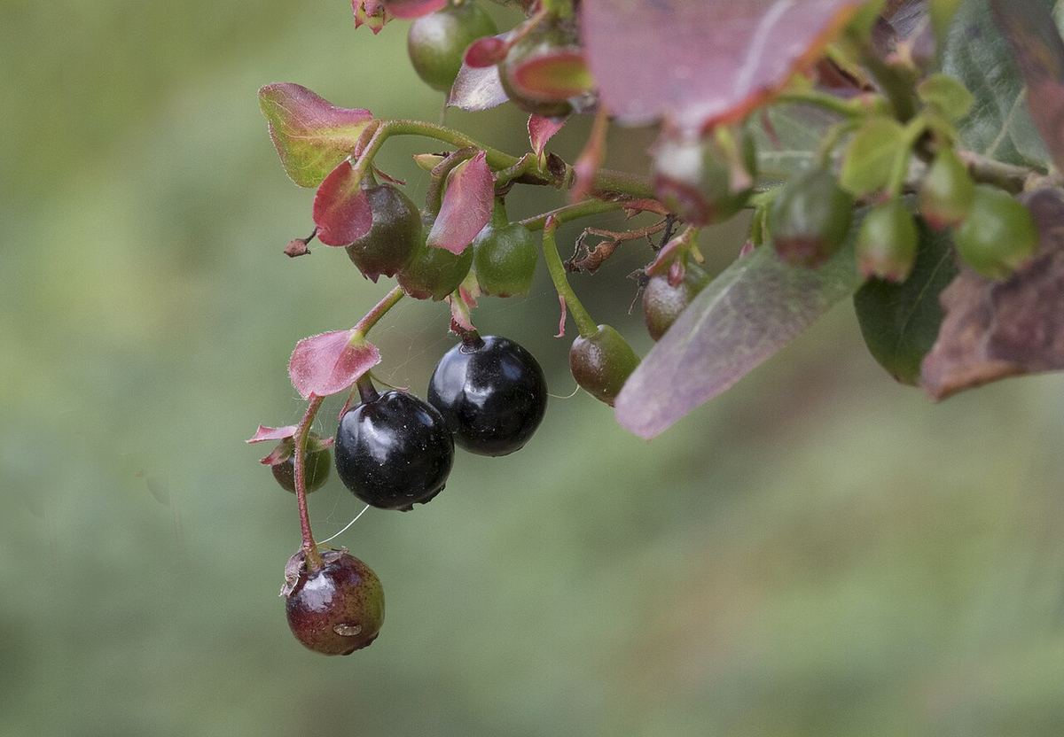 Miniatyrbild av blabar-1.jpg