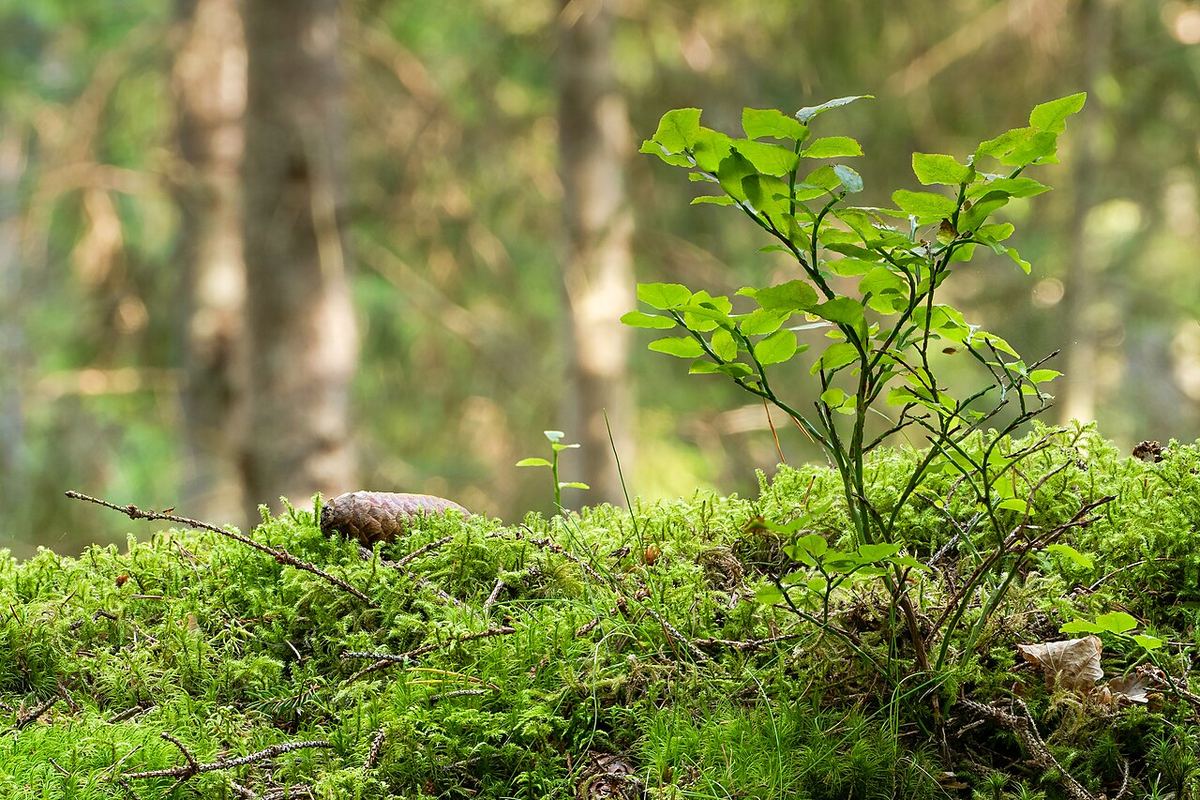 Miniatyrbild av blabar-2.jpg