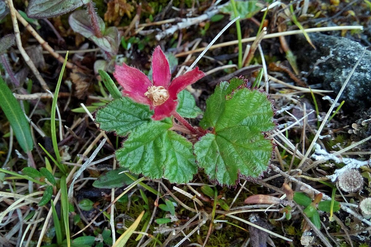 Hjortronblomma med rosa kronblad och veckade gröna blad