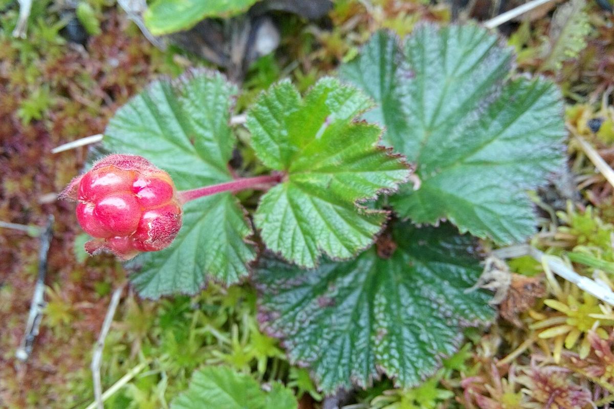 Ett rött, omoget hjortron på en planta med stora veckade blad