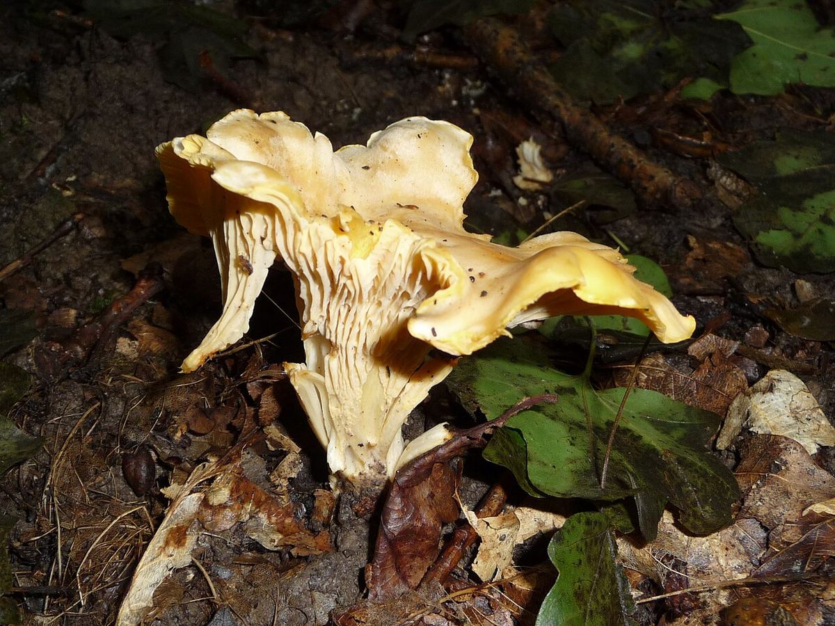 Miniatyrbild av kantarell-2.jpg