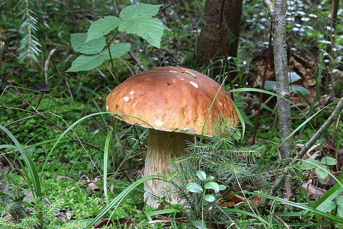 Miniatyrbild av karljohan-2.jpg