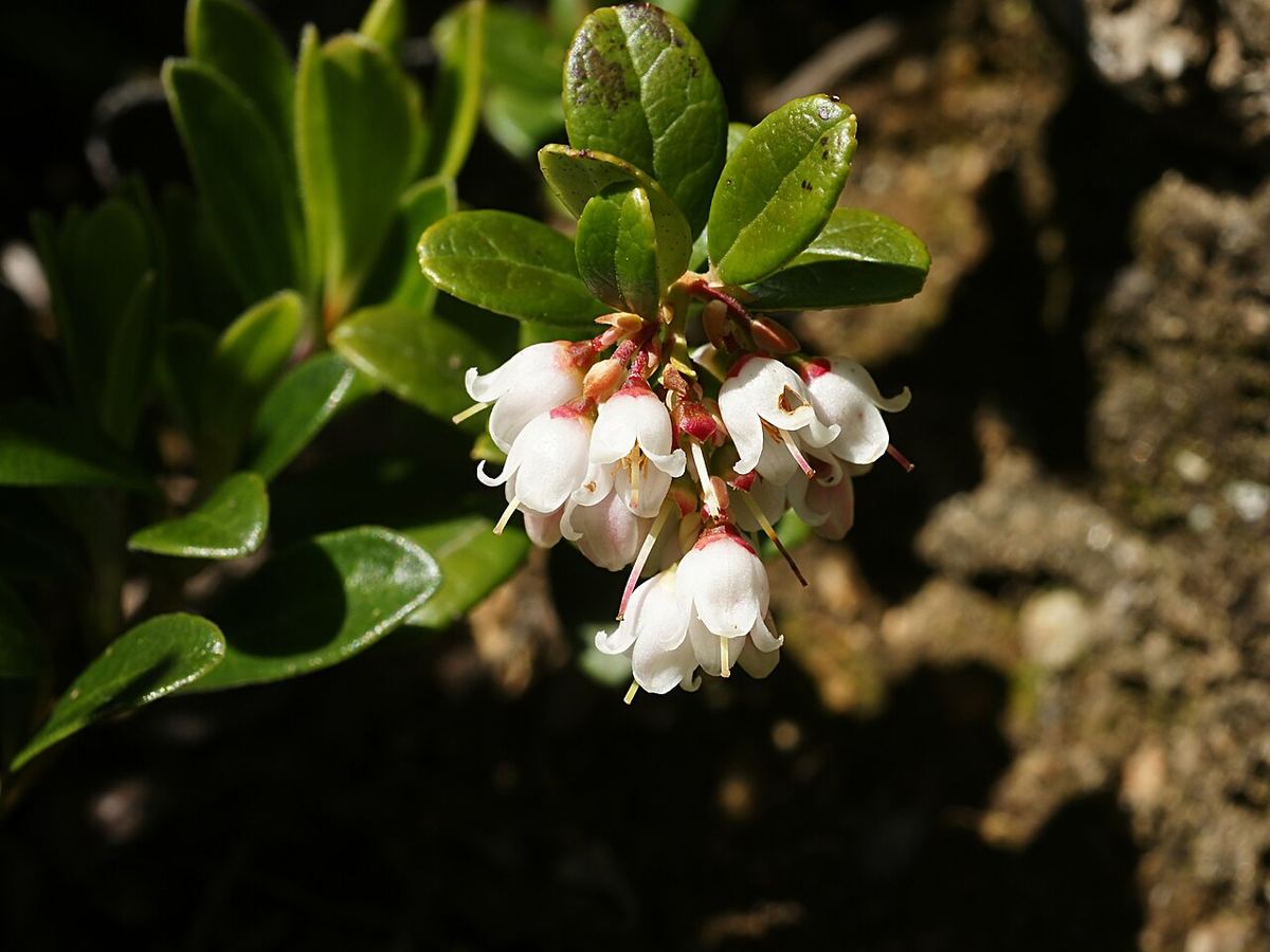 Miniatyrbild av lingon-1.jpg