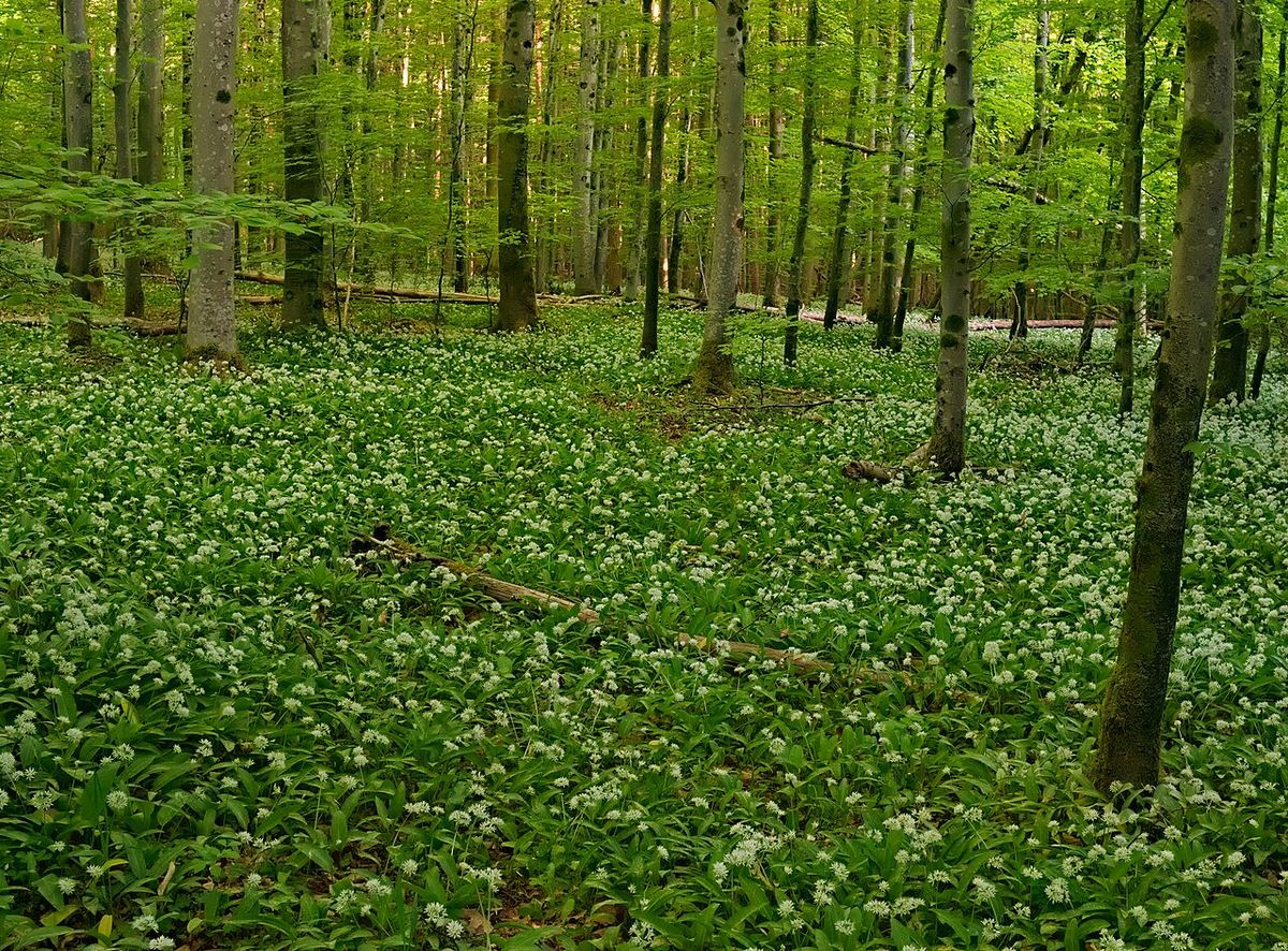 Lövskog med en tät grön matta av blommande ramslök