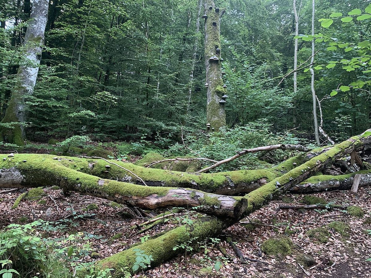 Miniatyrbild av skog-1.jpg