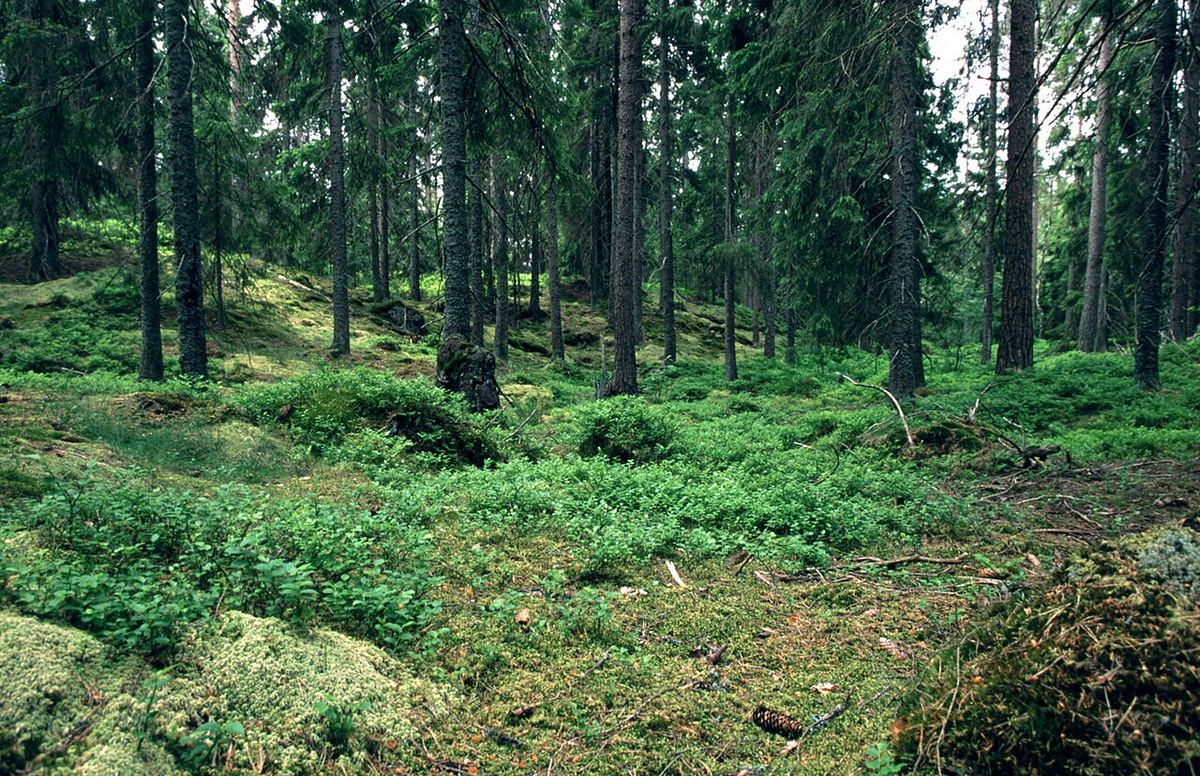 Svensk barrskog med mossa och blåbärsris i dagsljus