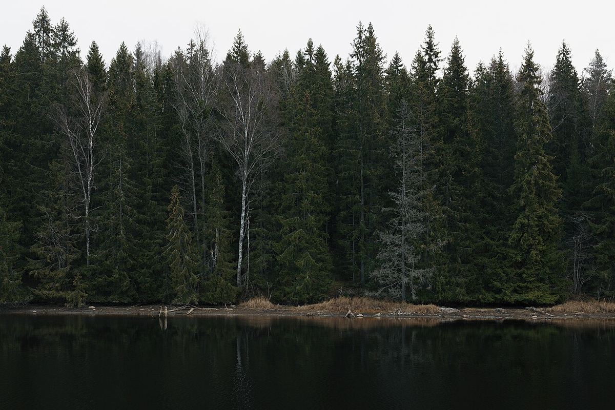 Miniatyrbild av skog-3.jpg