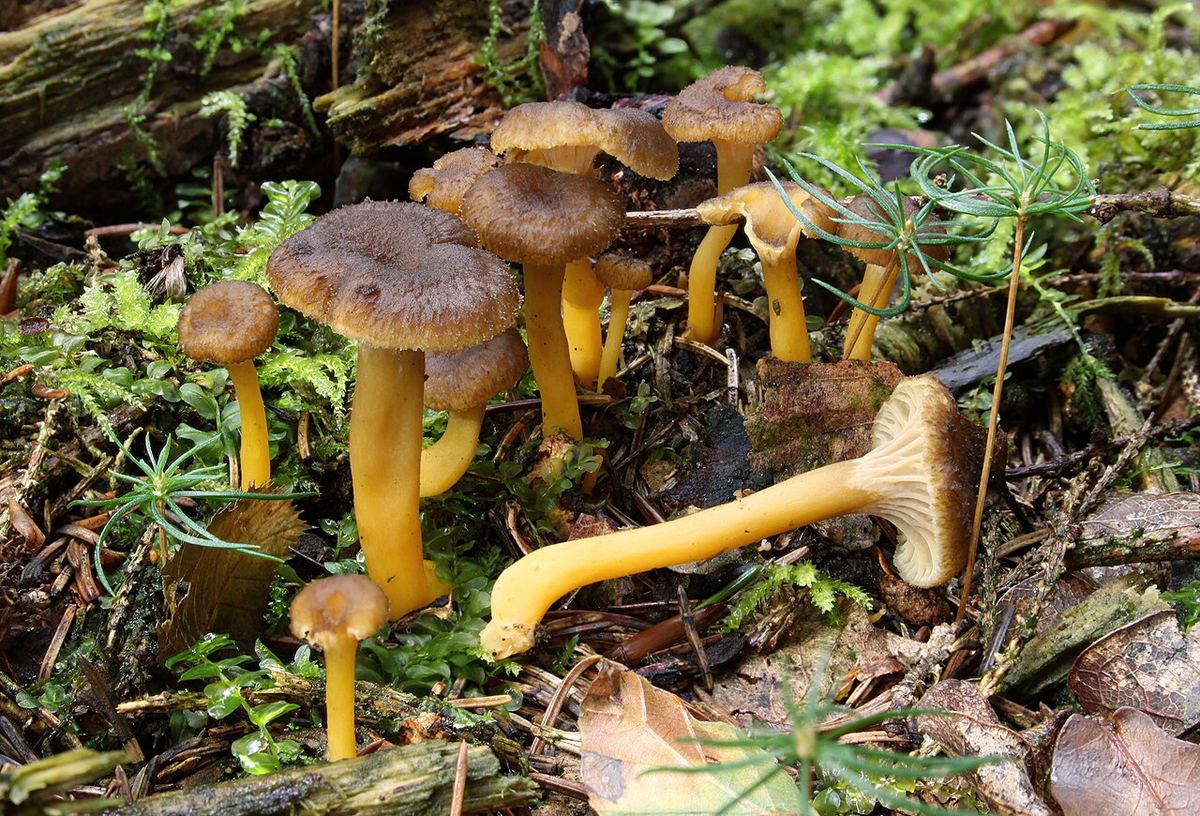 Miniatyrbild av tratt-1.jpg