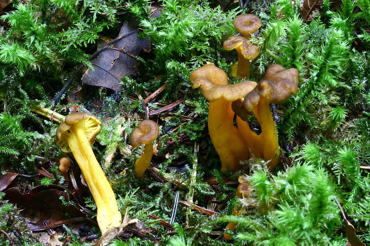 Miniatyrbild av tratt-2.jpg
